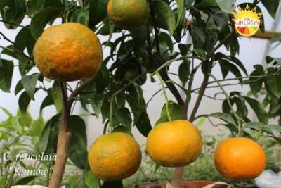 C. reticulata Kinnow4 - 